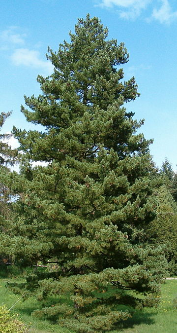 File:Pinus peuce Habitus BotGardBln0906.jpg