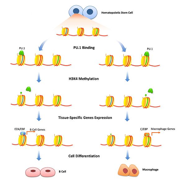 File:Pioneer Factor in the Cell Differentiation.jpg