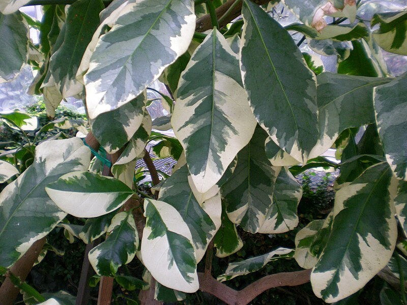 File:Pisonia umbellifera variegata.jpg