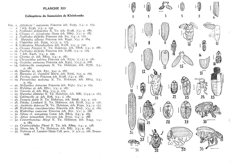 File:Planche XII Coléoptères du Sannoisien de Kleinkembs Nicolas Théobald 1937 thèse.jpg