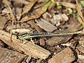 Platycnemis pennipes (Pallas, 1771)