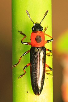 Pleasure Fungus Beetle - Languria angustata ، منطقه مدیریت منابع طبیعی جزیره وای ، Queenstown ، Maryland.jpg