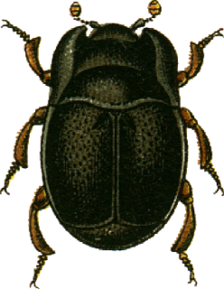 <i>Plegaderus</i> Genus of beetles