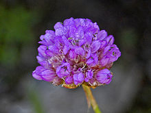 Plumbaginaceae - Armeria alpina.jpg