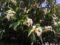 Plumeria rubra in Israel