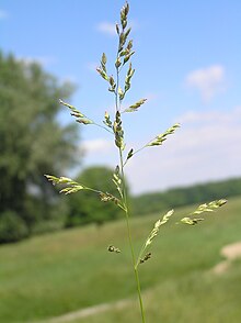 Poa angustifolia1.JPG