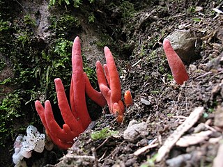 <i>Podostroma cornu-damae</i> Species of fungus