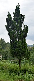 Pohon Cemara-Cemaraan