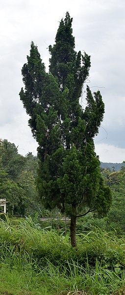 File:Pohon Cemara Cemaraan.jpg
