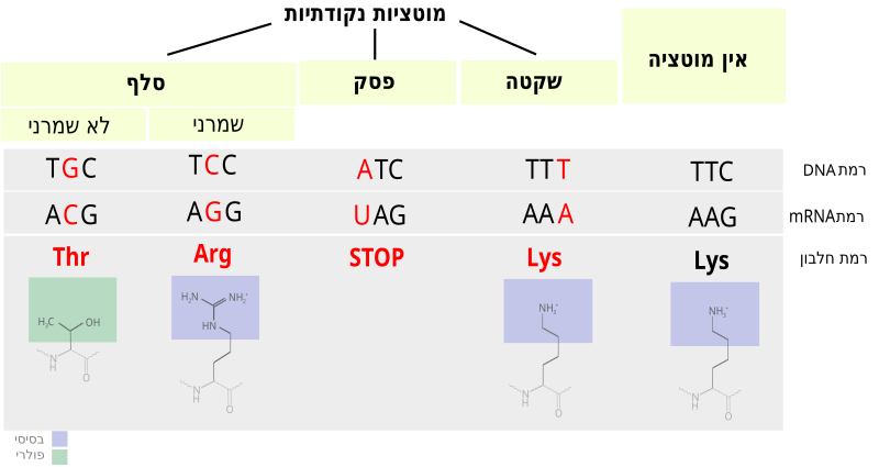 File:Point mutations-he.svg