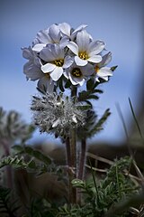 Polemonium boreale