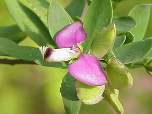 Polygala myrtifolia0.jpg