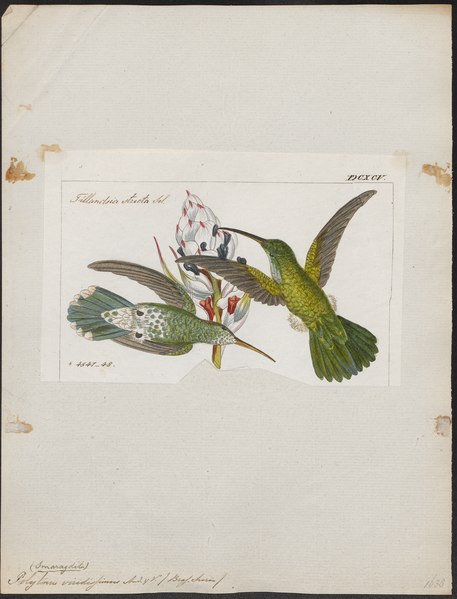 File:Polytmus viridissimus - 1820-1860 - Print - Iconographia Zoologica - Special Collections University of Amsterdam - UBA01 IZ19100119.tif