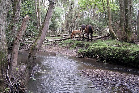 Tập_tin:Ponies_by_the_Beaulieu_River,_Withycombe_Shade,_New_Forest_-_geograph.org.uk_-_427109.jpg