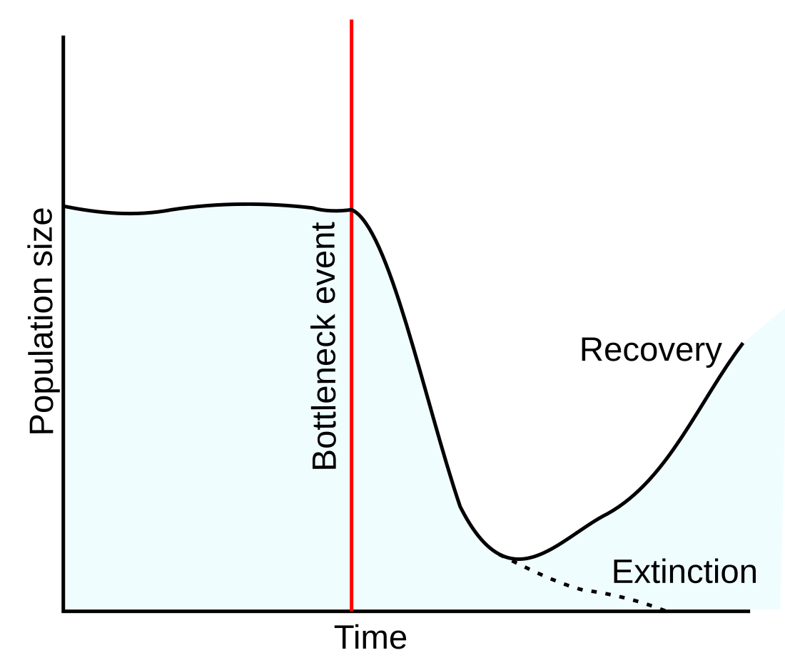 Population bottleneck