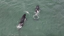 Drone shot of Port and Starboard in Mossel Bay