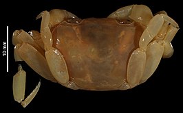 Potamonautes alluaudi