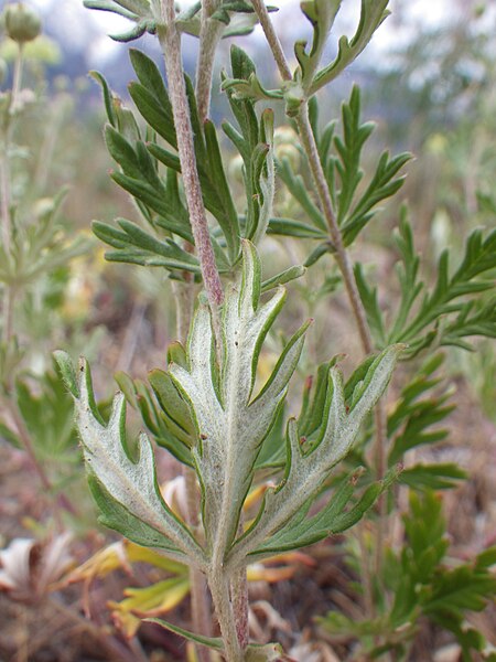 File:Potentilla argentea (9369786777).jpg