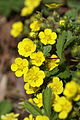 Potentilla fragarioides major.JPG