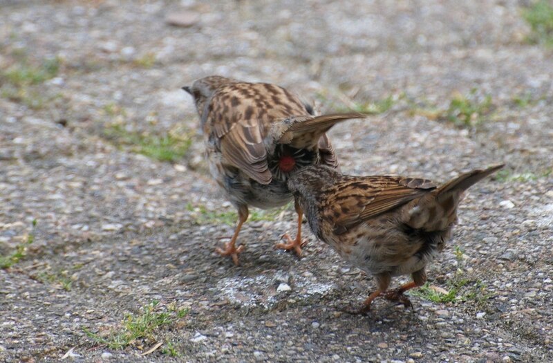 File:Pre-mating rituals Dunnocks (4084961915).jpg