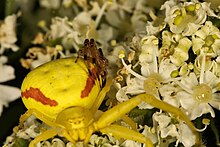Mother & Young White Banded Crab Spider sharing space in Point Reyes National Seashore Precopulatorymateguarding.jpg