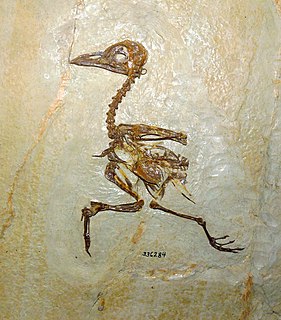 <i>Primobucco</i> Extinct genus of birds