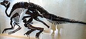 Lambeosaurus lambei Procheneosaurus.jpg