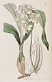 Prosthechea radiata (as syn. Epidendrum radiatum) plate 45 in: Edwards's Bot. Register (Orchidaceae), vol. 30, (1844)