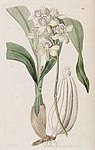 Prosthechea radiata (as Epidendrum radiatum)-Edwards vol 30 pl 45 (1844).jpg