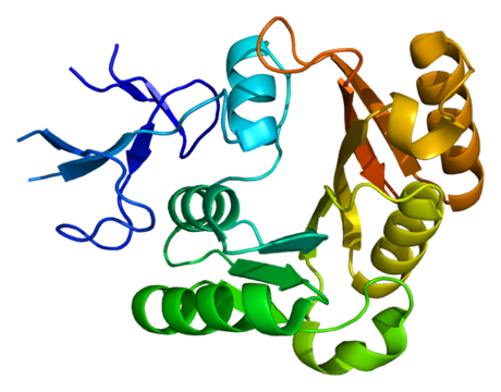 Fibrillarin