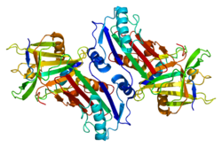 Ақуыз SERPINI1 PDB 1jjo.png