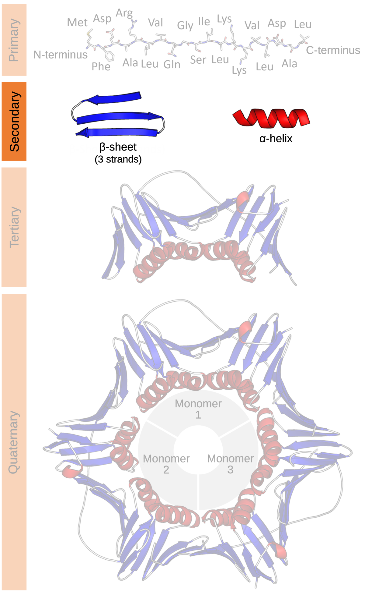 Protein, Definition, Structure, & Classification