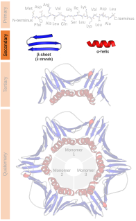 <span class="mw-page-title-main">Protein secondary structure</span> General three-dimensional form of local segments of proteins