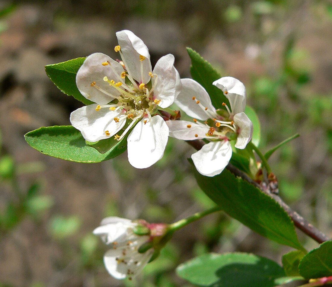 Prunus subcordata