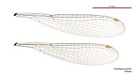 Pseudagrion ignifer female wings (34762598345) (2).jpg
