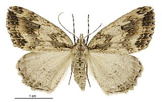 <i>Pseudocoremia rudisata</i> Species of moth endemic to New Zealand