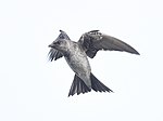 Thumbnail for File:Purple Martin female.jpg