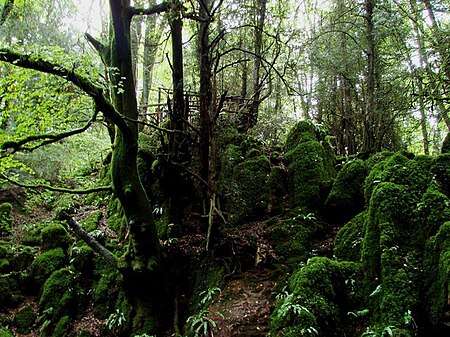 Puzzlewood