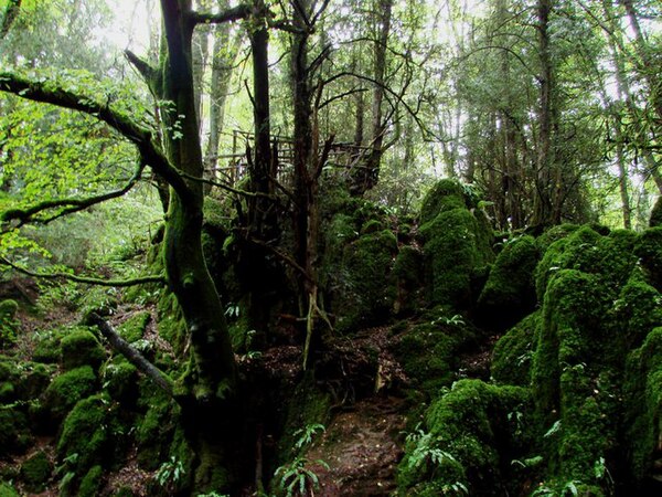 The scenes in the forest were filmed at Puzzlewood in the Forest of Dean.