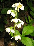 Pyrola Japonica 13. 
 JPG