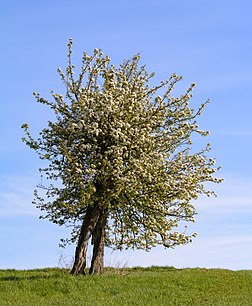 Velha pereira (Pyrus communis), com tronco quebrado em plena floração. As peras são frutas produzidas e consumidas em todo o mundo, crescendo em uma árvore e colhidas no hemisfério norte no final do verão até outubro. Várias espécies de peras são valorizadas por seus frutos e sucos comestíveis, enquanto outras são cultivadas como árvores. A árvore é de tamanho médio e nativa de regiões costeiras e levemente temperadas da Europa, norte da África e Ásia. A madeira da pereira é um dos materiais preferidos na fabricação de instrumentos de sopro e móveis de alta qualidade. Cerca de 3 mil variedades conhecidas de peras são cultivadas em todo o mundo, que variam em forma e sabor. A fruta é consumida fresca, enlatada, como suco ou seca. (definição 4 250 × 4 250)