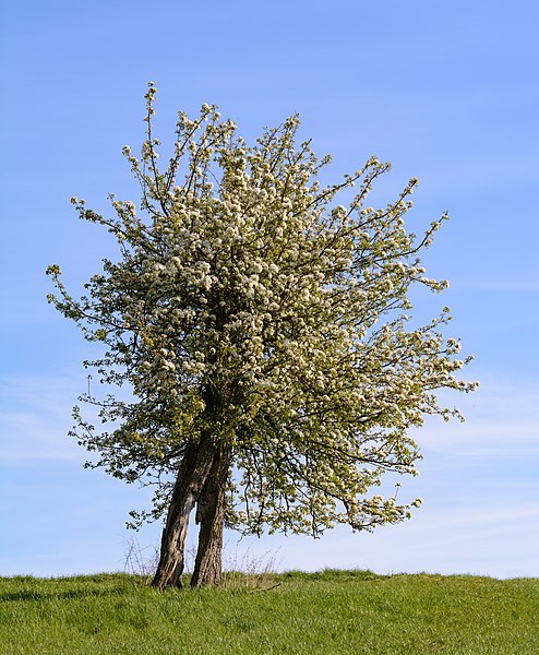 File:Pyrus communis mit geborstenem Stamm 01.jpg