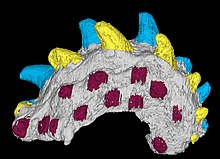 Qianodus holotype.jpg