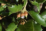 Thumbnail for File:Quercus agrifolia-13.jpg