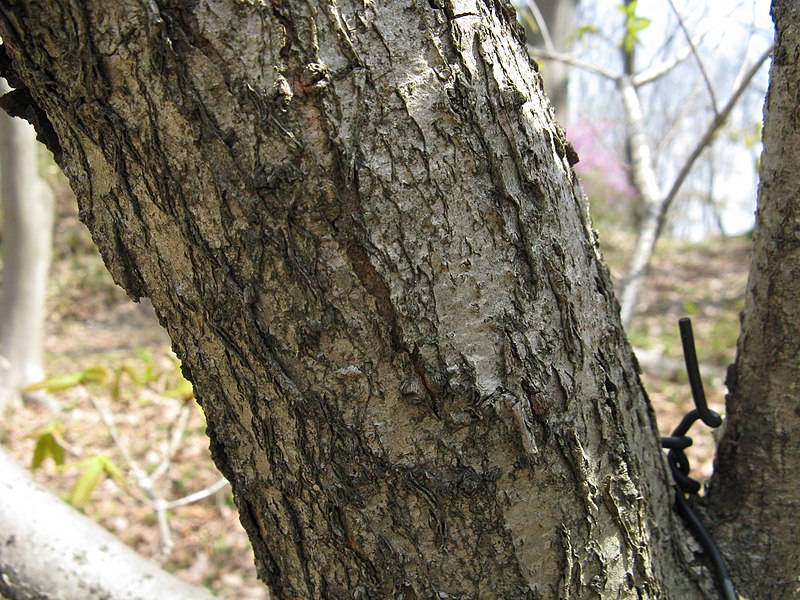 File:Quercus mongolica var grosseserrata1.jpg