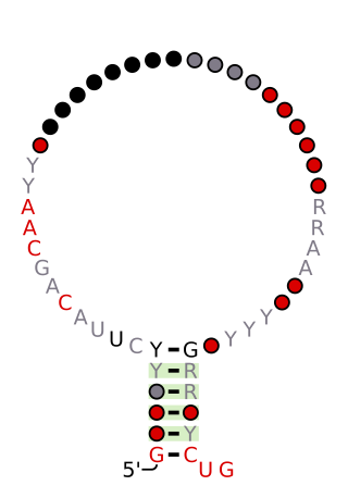 <span class="mw-page-title-main">Dictyostelium class I RNA</span>