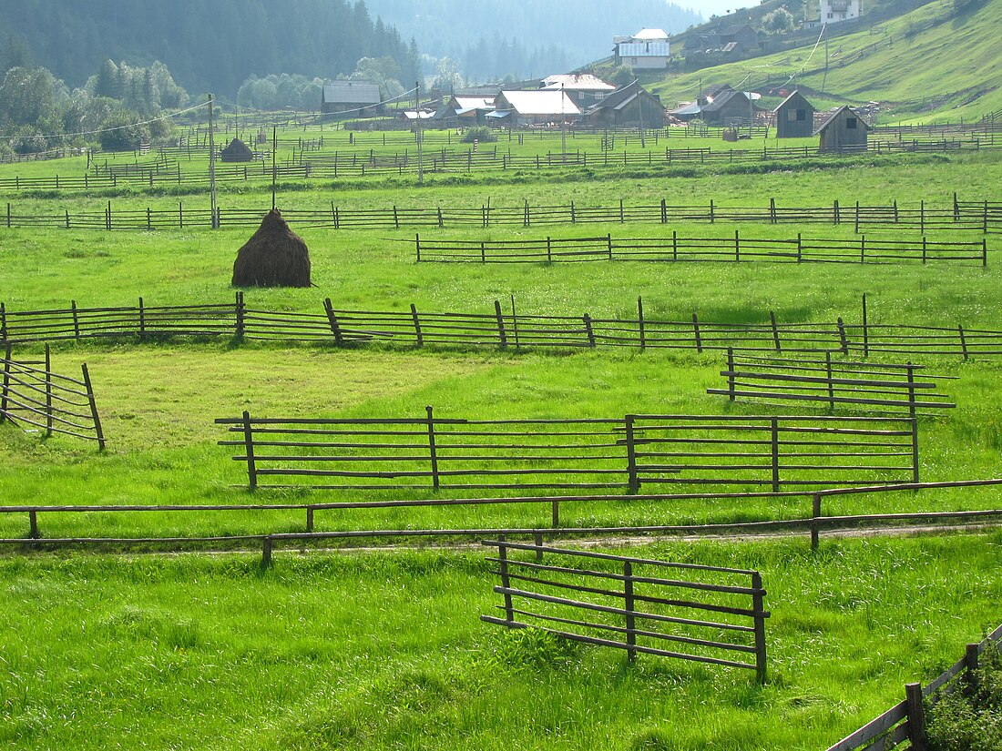 Comuna Panaci, Suceava