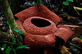Rafflesia zollingeriana Kds