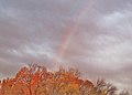 Rainbow comming out of a colored tree^ - L'arc-en-ciel semble émaner de l'arbre colorée - panoramio.jpg