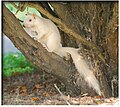 Albino-Eichhörnchen